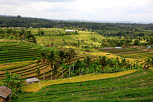 soi cau tp 568